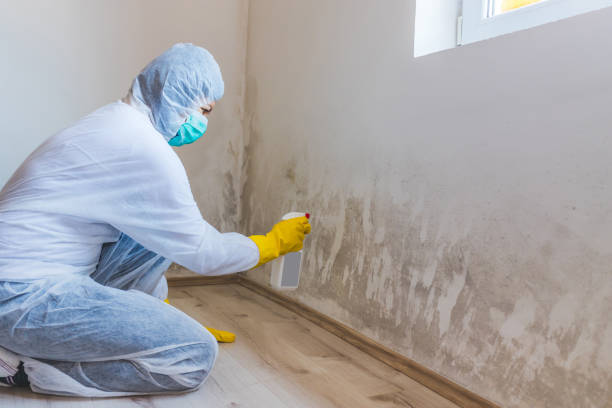 Licensed Mold Cleanup service in Burlington, NC - WQB Mold Removal