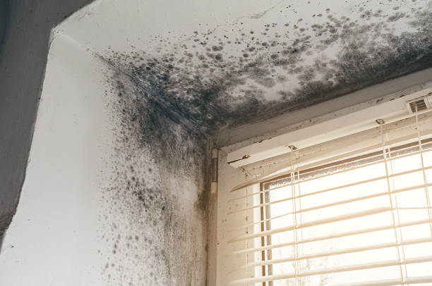 Affordable Mold Cleanup solutions in Burlington, NC